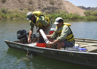 Lower Colorado River Backwaters Vegetation Mapping, Restoration, Model Validation, Habitat Creation, and Biological Assessments