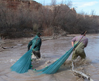 San Juan River Colorado Pikeminnow Monitoring
