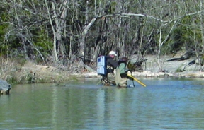 Hamilton Creek Biological Assessment