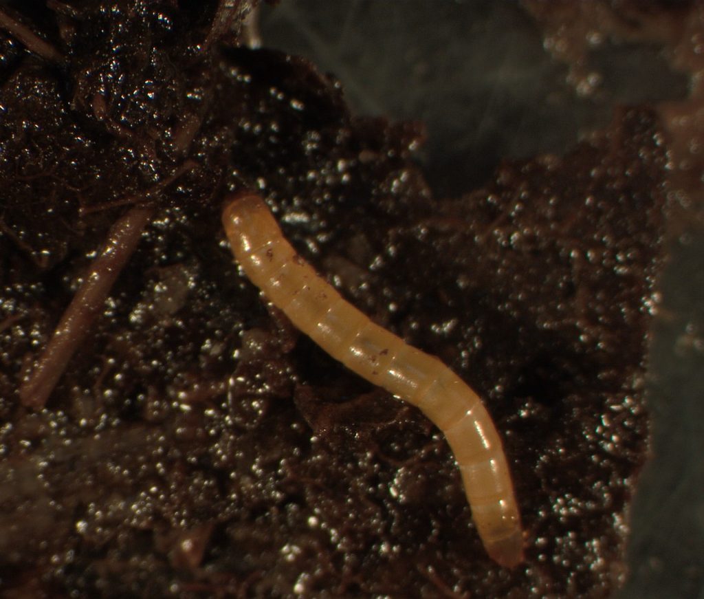 Comal Springs dryopid beetle in larvae form. A long segmented worm-like figure on a muddy background