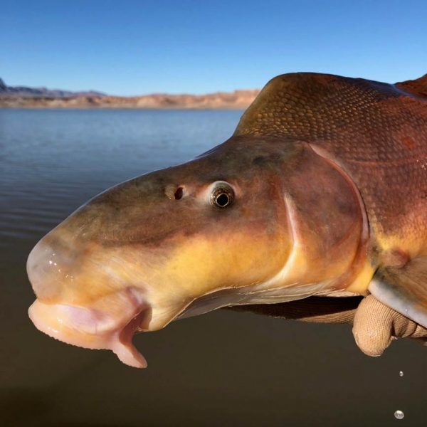 Razorback Sucker, was also found through a separate larval fish survey which shows the endangered native fish species is once more breeding along their historical Colorado River habitats within the Grand Canyon.